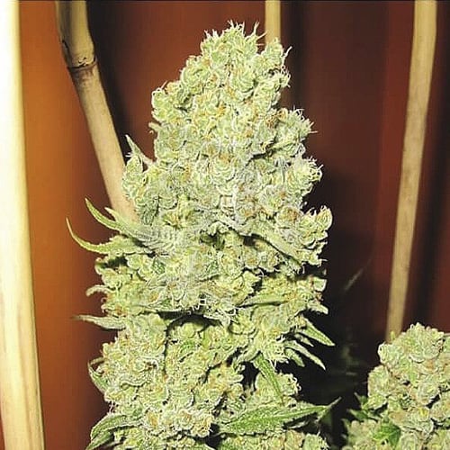 Semillas | Promo 3 Channel Plus + 2 Semillas de Regalo | Fem | Medical Seeds1