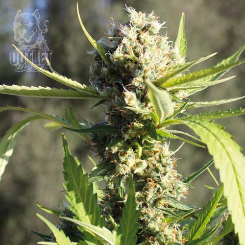 Semillas | Cheese | Auto | 12 semillas | Strain Masters1