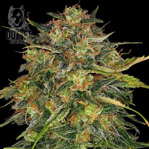 Semillas | Cheese | Fem | 12 semillas | Strain Masters1