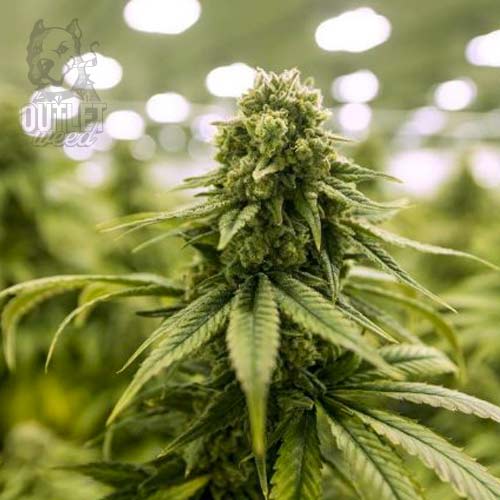 Semillas | Cheestar 99 | Auto | 2 semillas | Shaman Genetics1