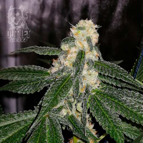 Semillas | Chocolate Mint OG x Dos y Dos | Fem | 3 semillas | Chef Genetics1