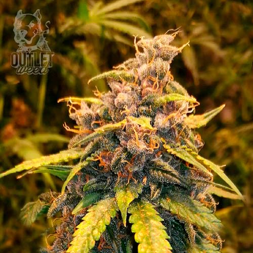 Semillas | Chocolate Mint OG x French Macarron | Fem | 3 semillas | Chef Genetics1