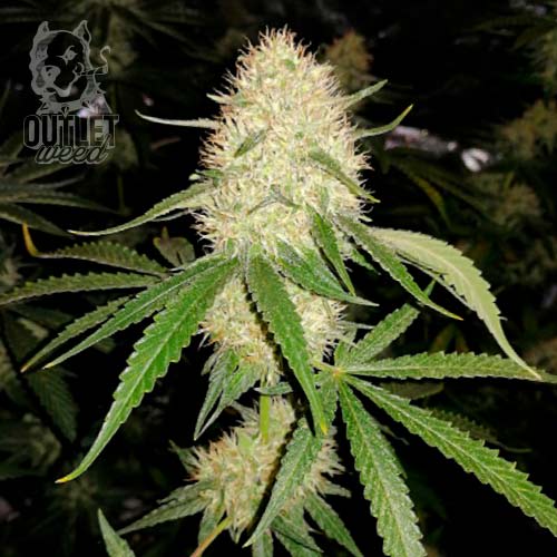 Semillas | Chocolate Mint OG x Pineapple Skunk | Fem | 3 semillas | Chef Genetics1