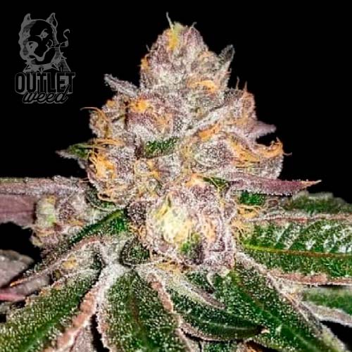 Semillas | Chocolate Sorbet | Fem | 3 semillas | Chef Genetics1