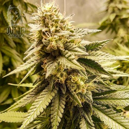 Semillas | Chocolate Mint OG x Strawberry Banana | Fem | 3 semillas | Chef Genetics1