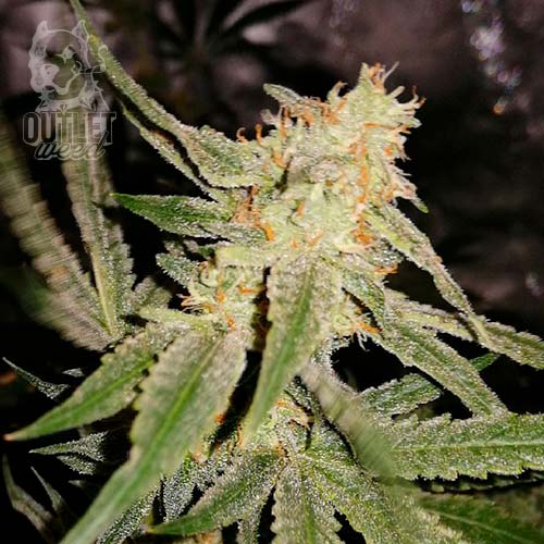 Semillas | Chocolate Mint OG x Tangie | Fem | 3 semillas | Chef Genetics1