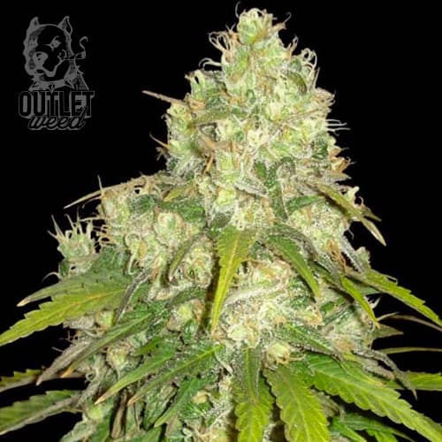Semillas | Chronic Haze | Fem | 3 semillas | World Of Seeds1