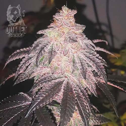 Semillas | Promo 3 Cookies Sherbert + 2 Semillas de Regalo | Auto | Medical Seeds2