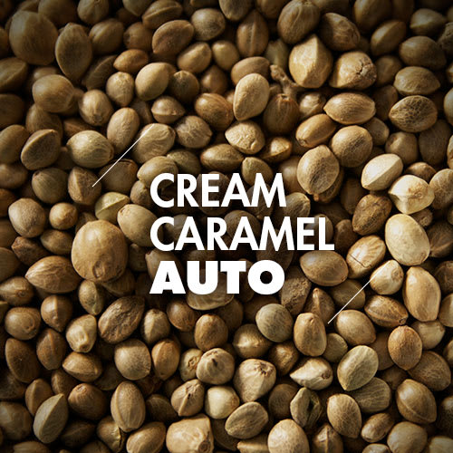 Cream Caramel | 10 Semillas | Automáticas1