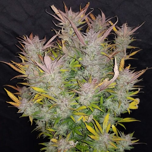 Semillas | Cream Cookies | Auto | 1 semilla | FastBuds1