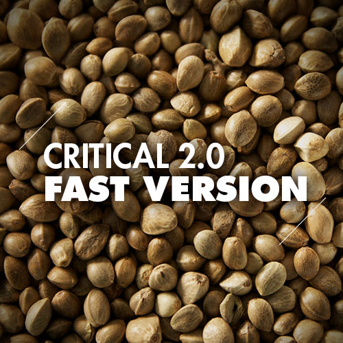 Critical 2.0 | 10 Semillas | Fast Version1