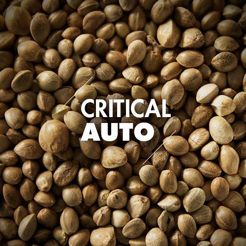 Critical | 10 Semillas | Automáticas1