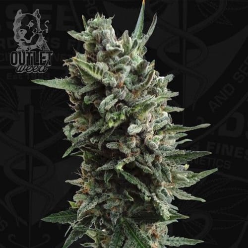 Semillas | Critical Hog | Auto | 2 semillas | T.H.Seeds1