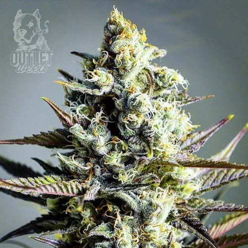 Semillas | Critical Kush | Fem | 3 semillas | Royal Queen1