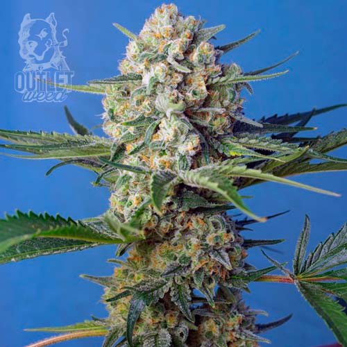 Semillas | Crystal Candy Fast Version | Fem | 3+1 semillas | Sweet Seeds1