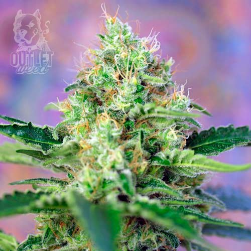 Semillas | Crystal Candy | Fem | 3+1 semillas | Sweet Seeds1