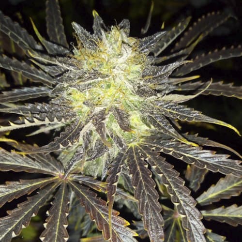 Semillas | Daiquiri Lime | Auto | 3 semillas | Dutch Passion1