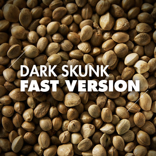 Dark Skunk | 10 Semillas | Fast Version1