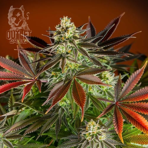 Semillas | Dealer Deal XXL Automix | Auto | 12 semillas | BSF2