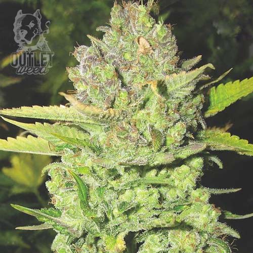 Semillas | Devil Fruit | Fem | 3 semillas | Medical Seeds1