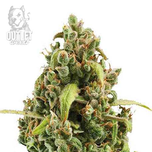 Semillas | Diesel | Auto | 1 semilla | Royal Queen1