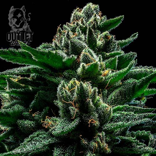 Semillas | DO-G | Fem | 3 semillas | Ripper Seeds1