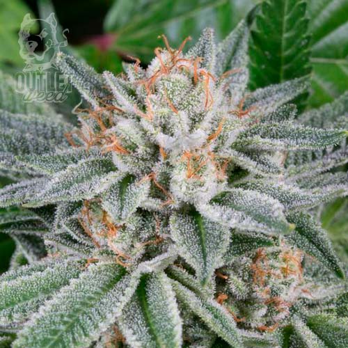 Semillas | Dos y Dos | Auto | 1 semilla | Strain Masters1