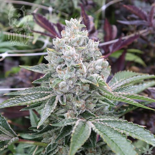 Semillas | Dos y Dos | Fem | 1 semilla | Strain Masters1