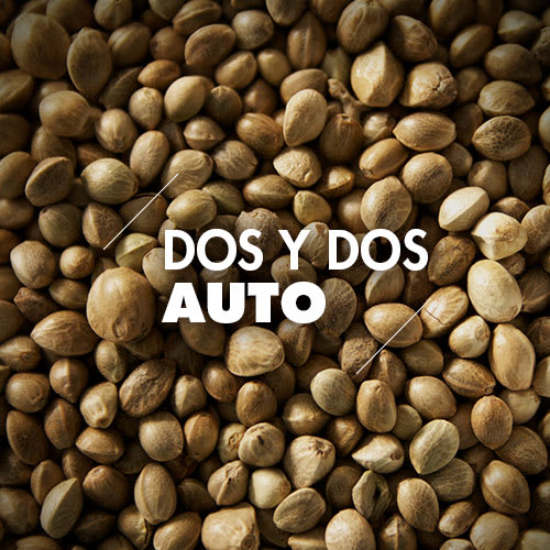 Dos y Dos | 10 Semillas | Automáticas1