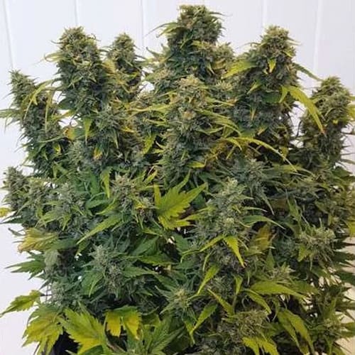 Semillas | Duck | Auto | 3 semillas | Dutch Passion1