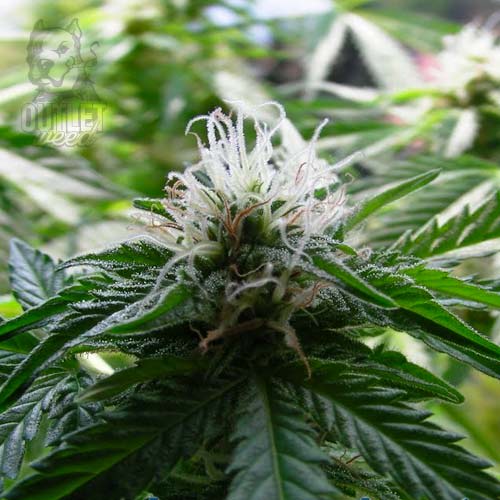 Semillas | Easy Bud | Auto | 3 semillas | Royal Queen1