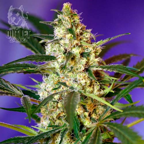 Semillas | Fast Bud | Auto | 3+1 semillas | Sweet Seeds1