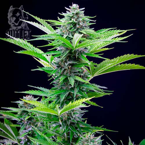 Semillas | Fast Eddy | Auto CBD | 1 semilla | Royal Queen1