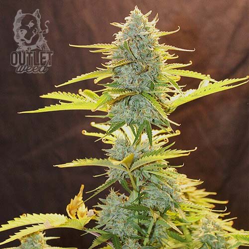 Semillas | Fat Banana | Auto | 3 semillas | Royal Queen1