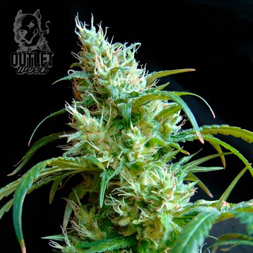 Semillas | Flashback #2 | Fem | 3+1 semillas | Sweet Seeds1