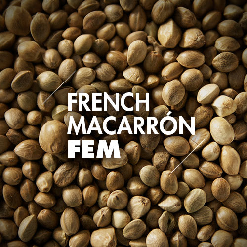 French Macarron | 10 Semillas | Feminizadas1