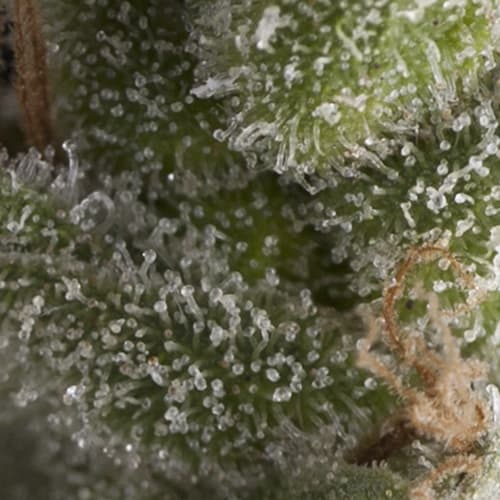 Semillas | Fresh Candy | Auto | 1 semilla | Pyramid Seeds1