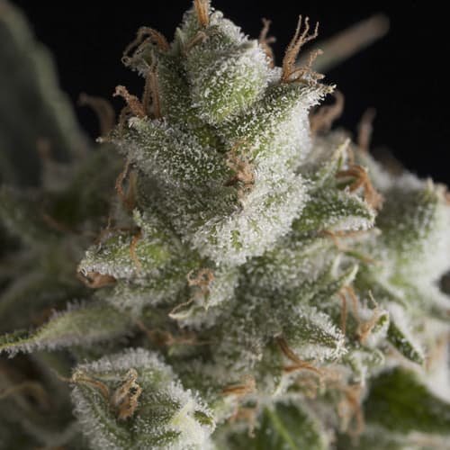 Semillas | Fresh Candy | Fem | 1 semilla | Pyramid Seeds1