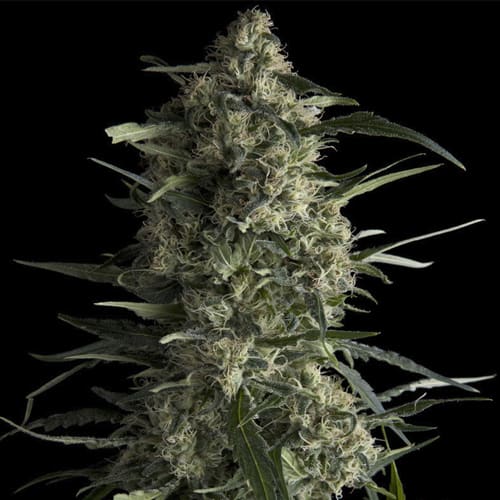 Semillas | Galaxy | CBD | 5+2 semillas | Pyramid Seeds2