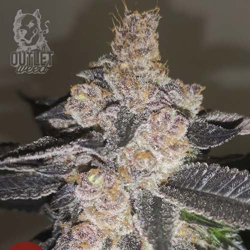 Semillas | Promo 3 Gelato 242 + 2 Semillas de Regalo | Fem | Medical Seeds2