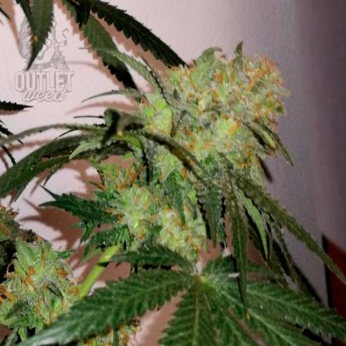 Semillas | Girl Scout Haze Cookies | Auto | 3 semillas | Chef Genetics1