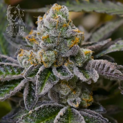 Semillas | Girl Scout Cookies | Fem | 12 semillas | Strain Masters1