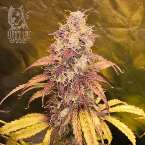 Semillas | Girl Scout Cookies | Fem | 3 semillas | Seed Stockers1
