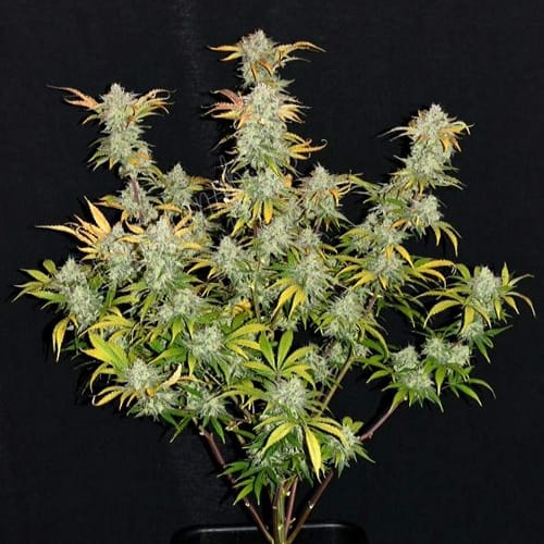 Semillas | Grapefruit | Auto | 3 semillas | FastBuds1