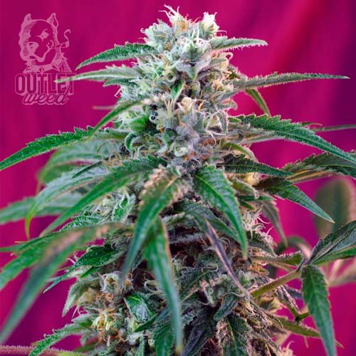 Semillas | Green Poison | Auto | 3+1 semillas | Sweet Seeds1