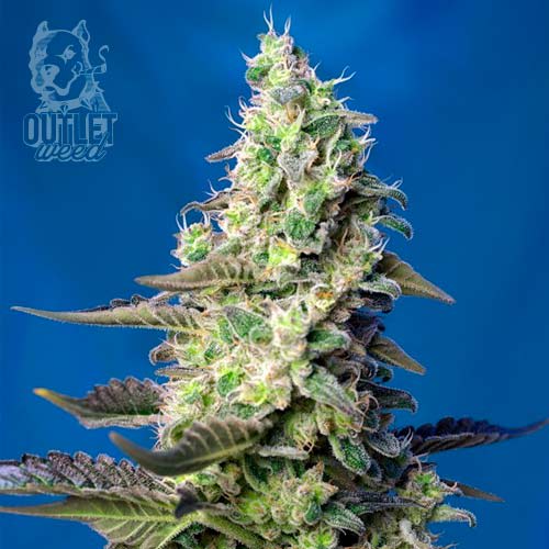 Semillas | Green Poison XL | Auto | 3+1 semillas | Sweet Seeds1