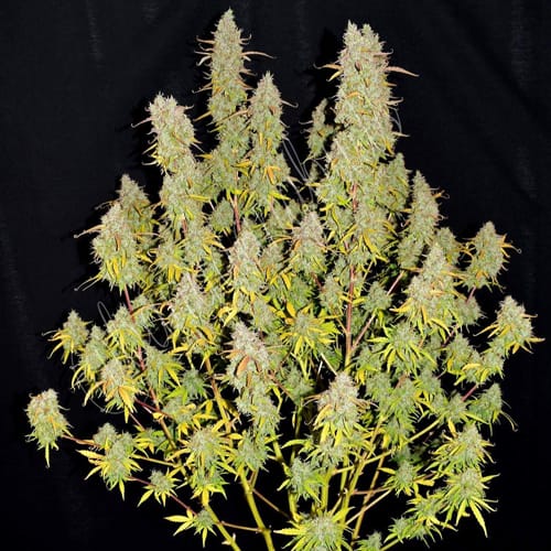 Semillas | Green Crack | Auto | 3 semillas | FastBuds1