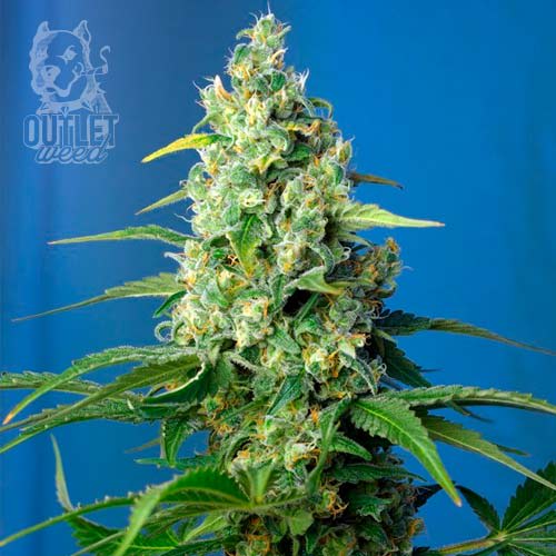 Semillas | Honey Peach | Auto CBD | 3+1 semillas | Sweet Seeds1