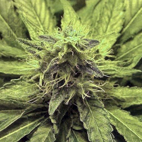 Semillas | Honey Cream | Fast Version | 1 semilla | Royal Queen1