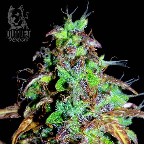 Semillas | Hubba Bubba | Auto | 2 semillas | Shaman Genetics1